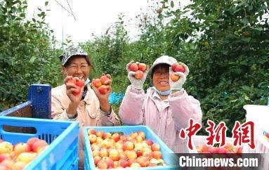 圖為興安盟沙果迎豐收?！】朴仪捌煳麄鞑抗﹫D