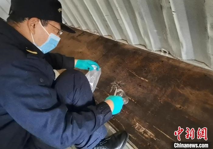 張家港海關(guān)工作人員截獲捕鳥蛛?！⊥踅〕?攝