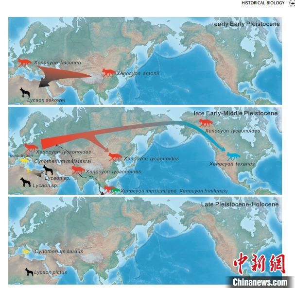 非洲野犬-異豺支系的演化脈絡(luò)圖。　中科院古脊椎所 供圖