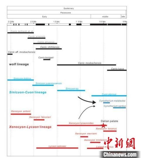 第四紀(jì)主要犬族成員分布年代圖。　中科院古脊椎所 供圖