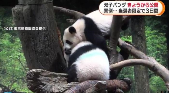 12日，日本東京上野動(dòng)物園的旅日雙胞胎熊貓開始同游客見面。(圖片來源：日本富士電視臺(tái)視頻截圖)
