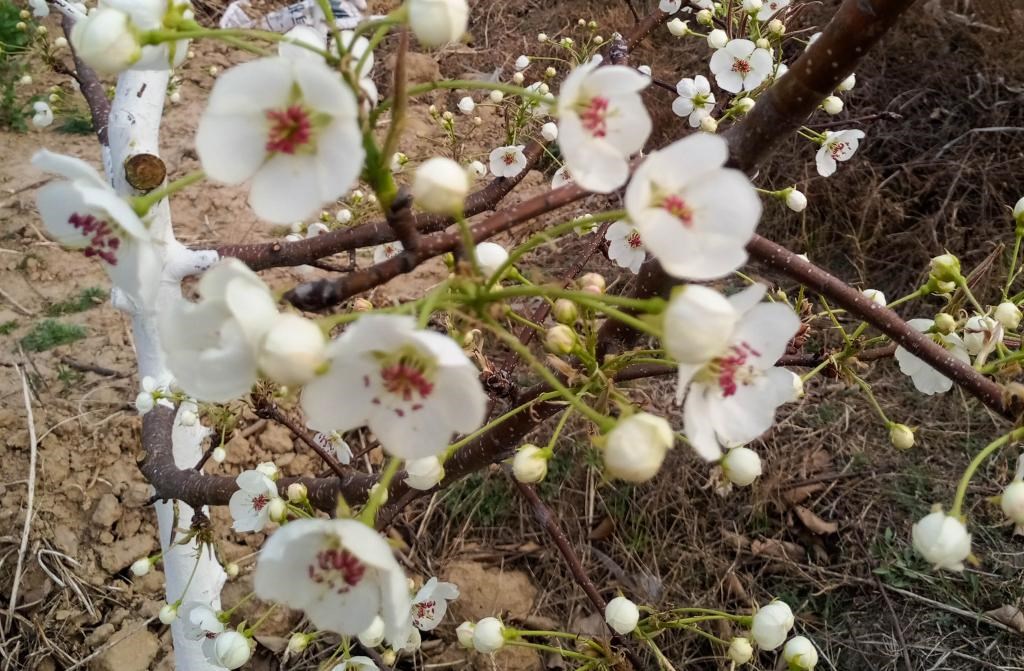 這是拍攝的汾西縣后加樓村盛開的梨花。(受訪者供圖)