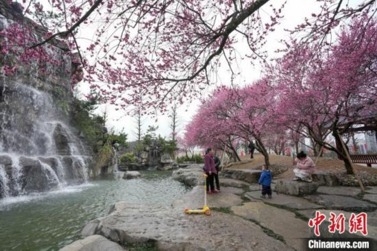 2月23日，市民在乾藝梅園景區(qū)觀賞綻放的梅花。陳興輝 攝