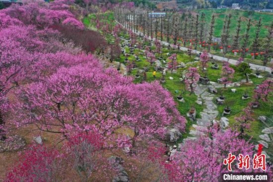2月23日，航拍乾藝梅園景區(qū)綻放的梅花。瞿宏倫 攝