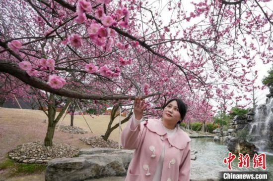 2月23日，市民在乾藝梅園景區(qū)觀賞綻放的梅花。陳興輝 攝