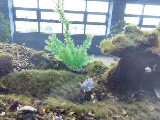圖為寶鋼湛江鋼鐵水控中心，觀賞海魚(yú)在鋼渣漁礁里游動(dòng)