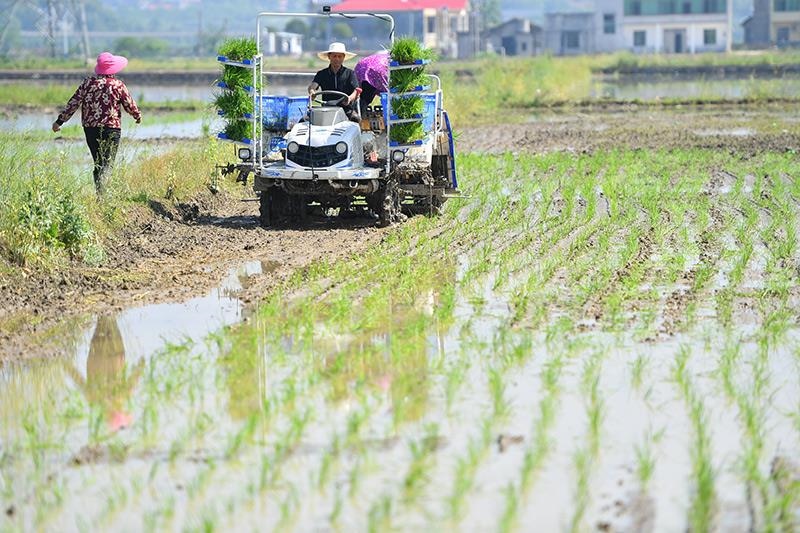△2023年4月26日，湖南湘潭市雨湖區(qū)姜畬鎮(zhèn)易建河村的一處高標(biāo)準(zhǔn)農(nóng)田，農(nóng)民駕駛插秧機(jī)插秧。