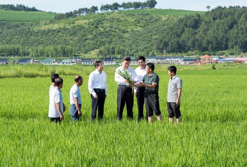 2015年7月16日，習近平總書記在吉林延邊州光東村稻田同村民和農技人員交流。