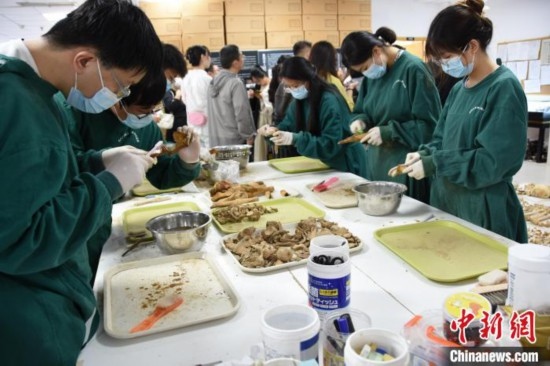 圖為鄭州大學在校大學生正在清理骨骼標本。王宇 攝
