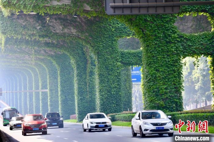 車輛從長滿爬山虎的橋墩旁經(jīng)過?！埨?攝