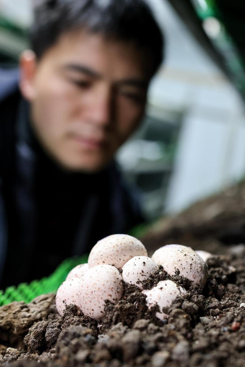 工作人員在貴陽市白云區(qū)食用菌產(chǎn)業(yè)示范園智能菇房內(nèi)查看菌菇生長情況（2022年2月14日攝）。新華社記者 歐東衢 攝