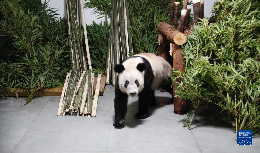 5月29日，大熊貓“丫丫”回到北京動物園。新華社發(fā)（付卓新 攝）