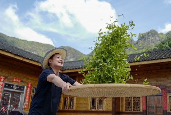 2023年4月19日，重慶市南川區(qū)德隆鎮(zhèn)茶樹村一個居民點，制茶工藝傳承人在幫助村民翻曬新鮮茶葉。