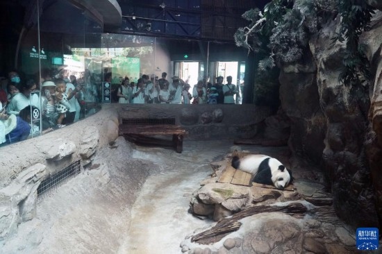 6月22日，游客在北京動物園大熊貓館參觀。新華社記者 任超 攝