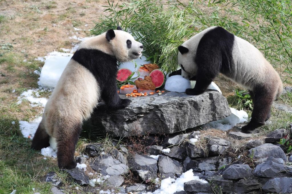 在比利時(shí)天堂動(dòng)物園，大熊貓“寶弟”（左）、“寶妹”享用“生日大餐”。