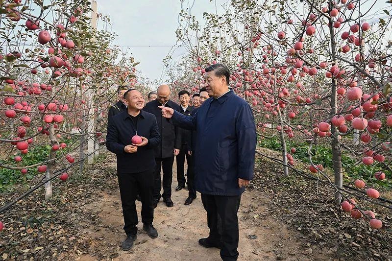 △2022年10月26日，陜西延安高橋鎮(zhèn)南溝村，習(xí)近平總書記走進果園，向現(xiàn)場采摘的果農(nóng)了解蘋果收成。