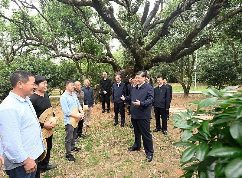 △今年4月11日，習(xí)近平總書記在廣東茂名高州市根子鎮(zhèn)柏橋村荔枝種植園，同現(xiàn)場技術(shù)人員親切交流。