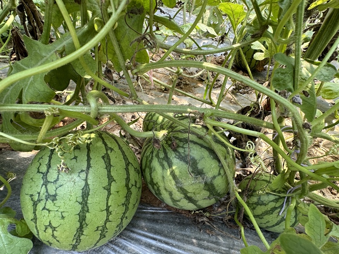 漿水李村瓜果種植基地。王紹紹攝
