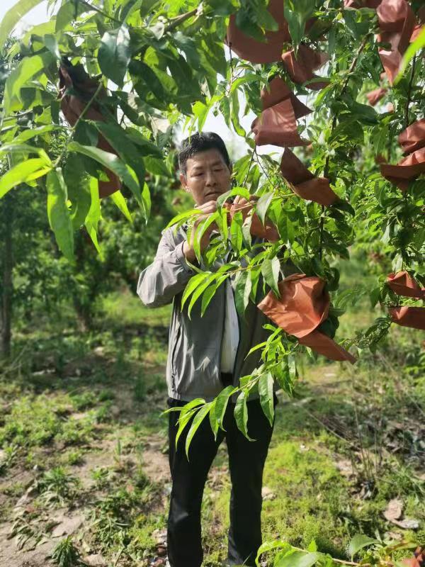 河南長(zhǎng)垣樊相鎮(zhèn)谷寨采摘園。王紹紹攝