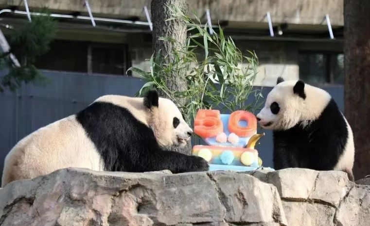 2022年，美國國家動(dòng)物園舉辦活動(dòng)慶祝大熊貓抵美50周年，園方為大熊貓“美香”“添添”和“小奇跡”一家三口準(zhǔn)備了有“50”字樣的冰凍水果蛋糕。（圖片來源：雅安市廣播電視臺(tái)）