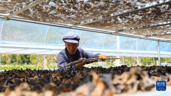 7月29日，在卓尼縣納浪鎮(zhèn)納浪村黑木耳種植基地，農(nóng)戶在翻曬黑木耳。