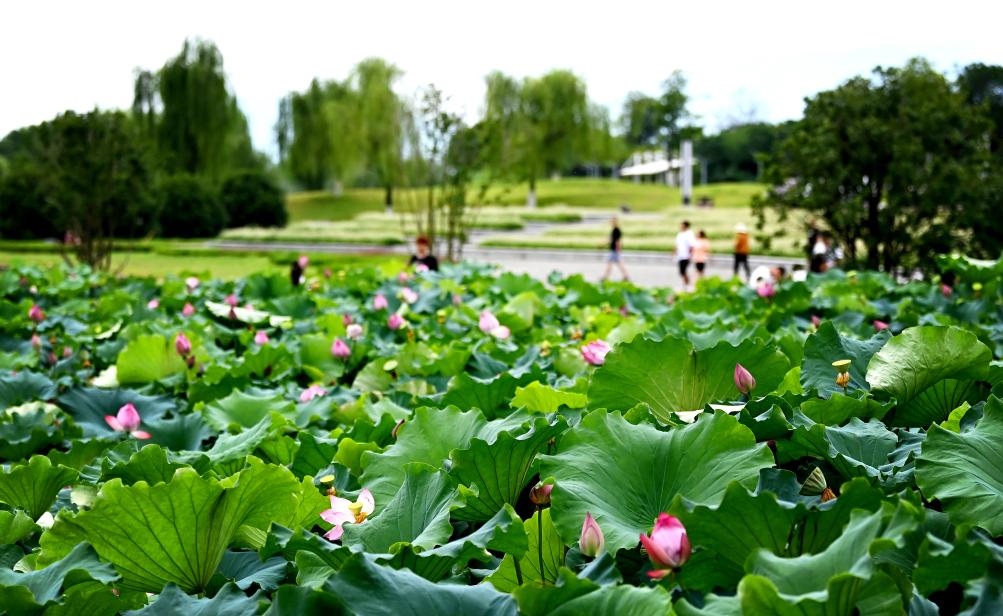 日前，陜西省漢中市漢江兩岸的天漢濕地公園內(nèi)，市民在休閑賞景。新華社記者 劉瀟 攝