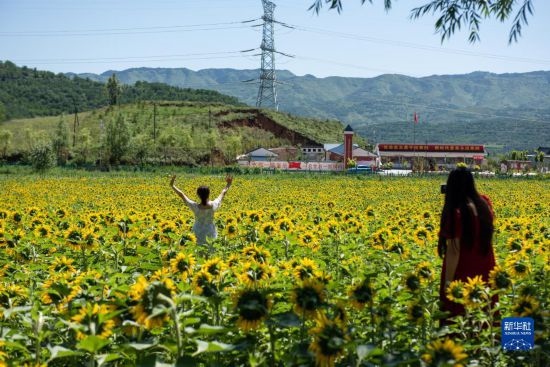 8月12日，游客在寧夏固原市涇源縣大灣鄉(xiāng)楊嶺村向日葵田中拍照。新華社記者 李旭倫 攝