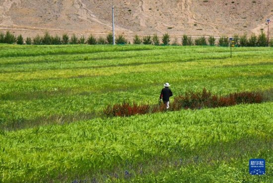 8月12日，西藏阿里地區(qū)普蘭縣赤德村村民在一片青稞田里行走。