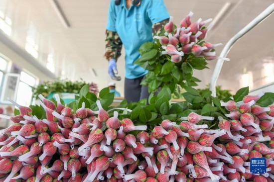 8月17日，農(nóng)民在吉林省德惠市朱城子鎮(zhèn)沿河村程雪家庭農(nóng)場打包玫瑰花。新華社記者 張楠 攝