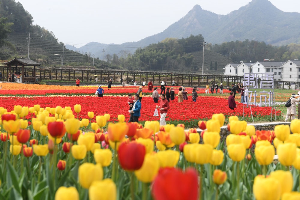 金華市浦江縣210省道旁的鮮花農(nóng)場(chǎng)（3月28日攝）。新華社記者 翁忻旸 攝