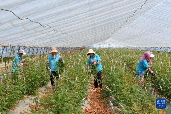 8月17日，農(nóng)民在吉林省德惠市朱城子鎮(zhèn)沿河村程雪家庭農(nóng)場采摘玫瑰花。新華社記者 張楠 攝