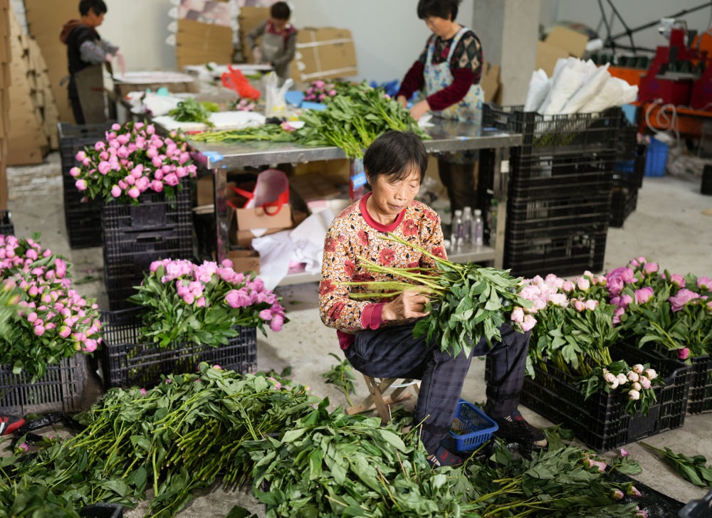 在浦江縣杭坪鎮(zhèn)烏漿村的鮮花種植基地，村民在處理芍藥鮮切花，準(zhǔn)備發(fā)往各地（5月23日攝）。新華社記者 翁忻旸 攝