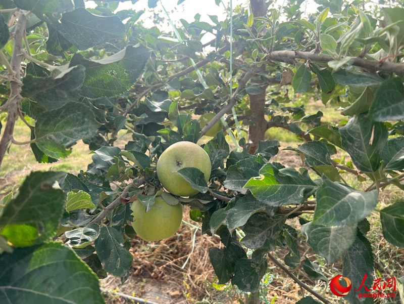 已有蘋果掛在枝頭，10月底即可成熟。人民網(wǎng)記者 常雪梅攝