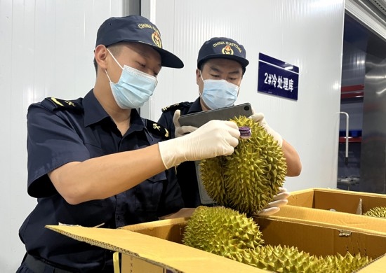 磨憨鐵路口岸綜合性指定監(jiān)管場地水果查驗區(qū)內(nèi)，海關關員正在查驗進口榴蓮。勐臘海關供圖