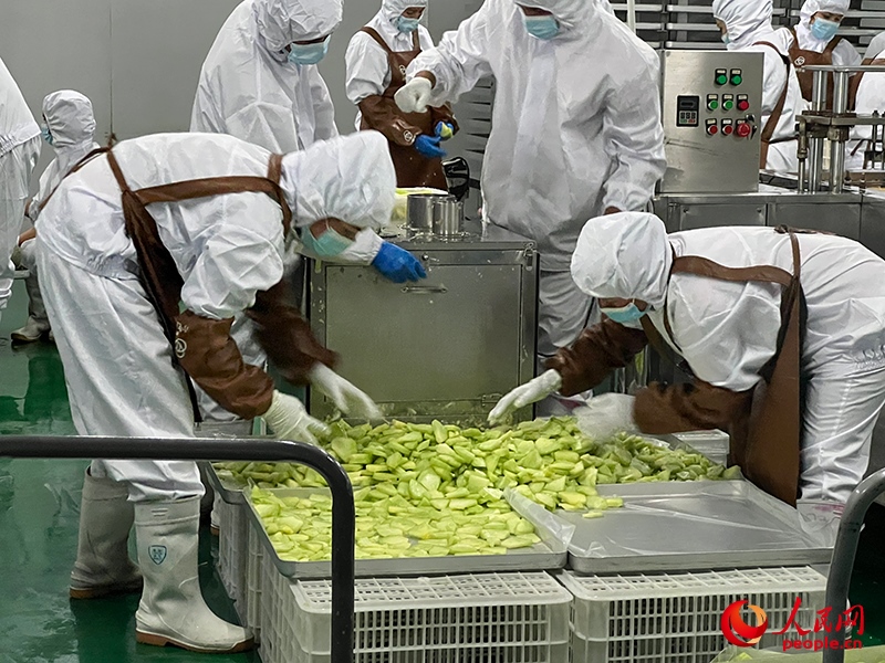 切片哈密瓜將被做成凍干食品。人民網(wǎng)記者 常雪梅攝
