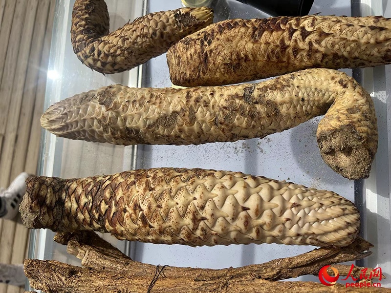 林下經濟作物肉蓯蓉。人民網記者 常雪梅攝