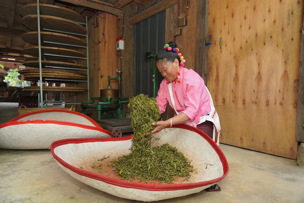 當(dāng)?shù)卮迕裾谌嗄聿枞~。普洱景邁山古茶林保護(hù)管理局供圖