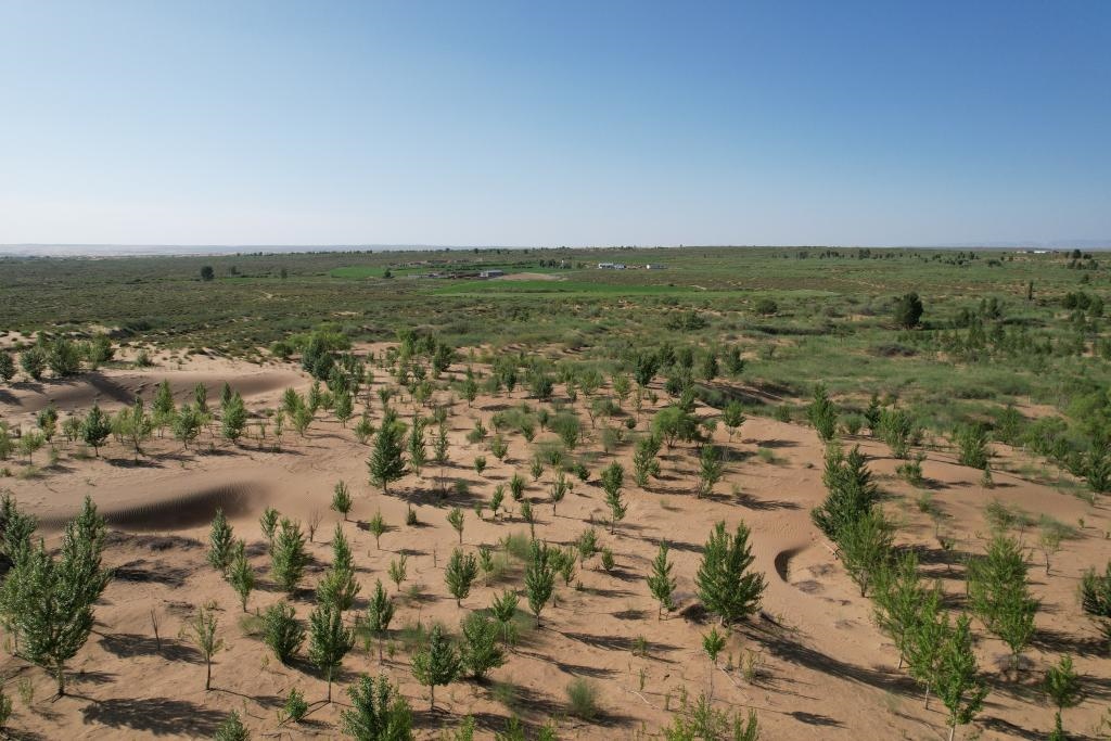 在庫布其沙漠腹地，牧民已讓10萬畝沙地變綠洲（無人機照片，2023年6月25日攝）。新華社記者李云平 攝