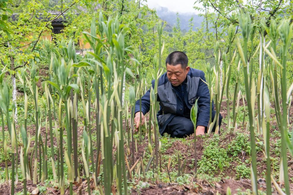 4月14日，村民陳朋在地里管護(hù)種植的黃精。新華社記者 唐奕 攝