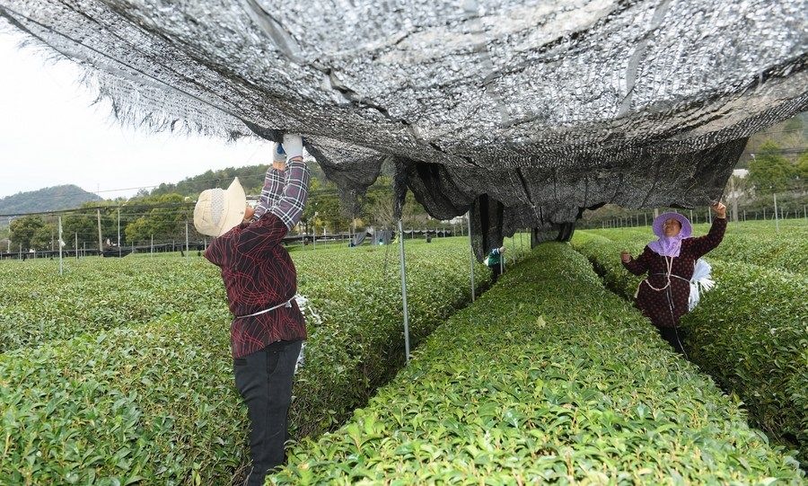  在浙江省紹興市越城區(qū)富盛鎮(zhèn)抹茶生產(chǎn)基地，農(nóng)戶為茶樹拉遮陽(yáng)網(wǎng)（2023年2月28日攝）。