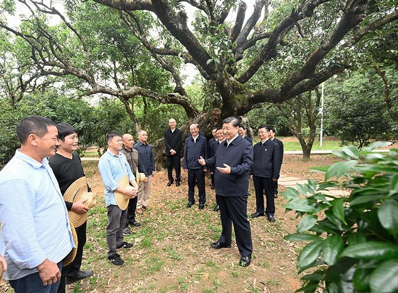 △2023年4月11日，習(xí)近平總書(shū)記在廣東茂名高州市根子鎮(zhèn)柏橋村荔枝種植園，同現(xiàn)場(chǎng)技術(shù)人員親切交流。