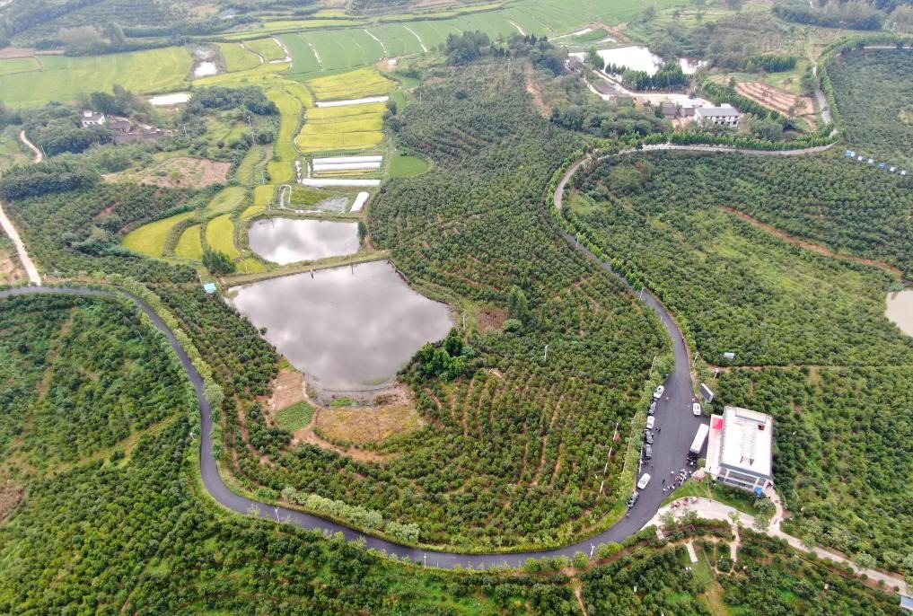 這是2020年8月25日拍攝的河南省光山縣槐店鄉(xiāng)司馬光油茶園（無人機照片）。新華社記者郝源攝