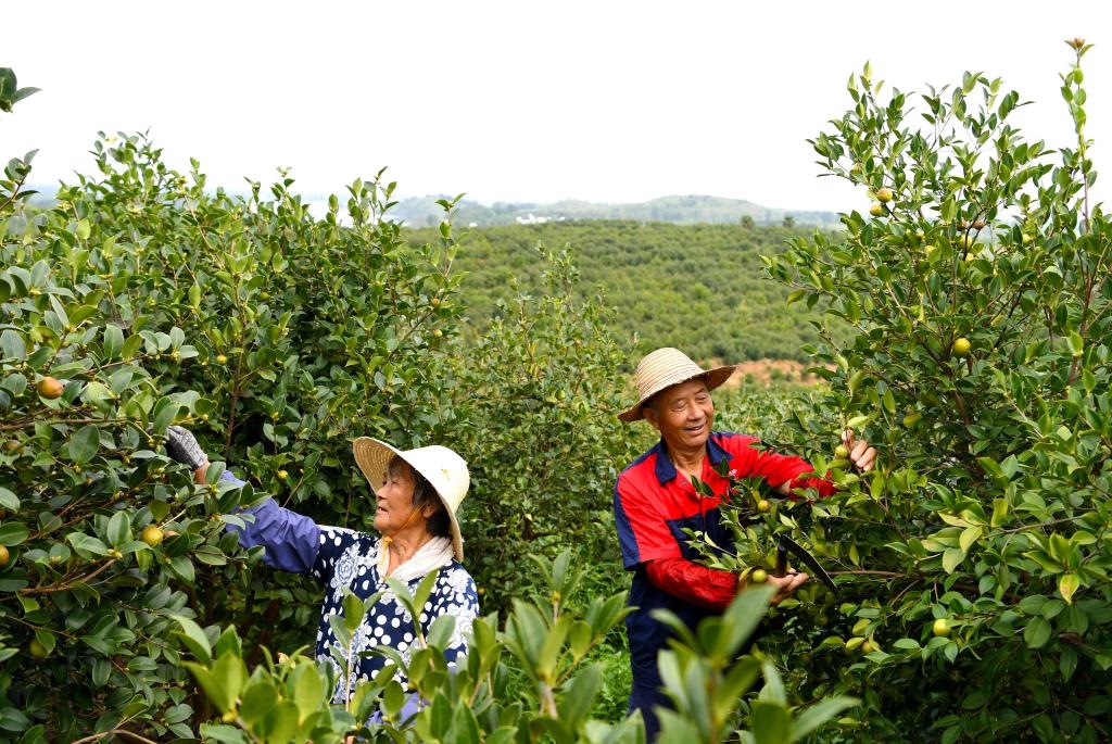 2020年8月25日，村民在河南省光山縣槐店鄉(xiāng)司馬光油茶園內(nèi)勞作。新華社記者郝源攝