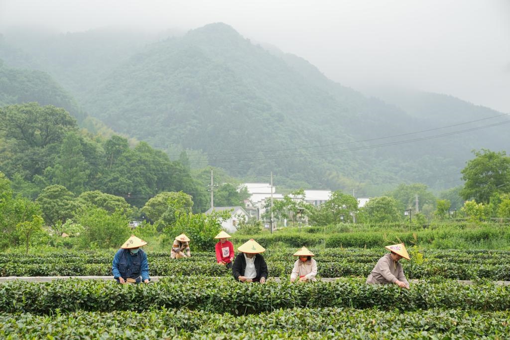 2022年5月11日，村民在大灣村生態(tài)茶園內(nèi)采摘茶葉。新華社記者杜宇攝