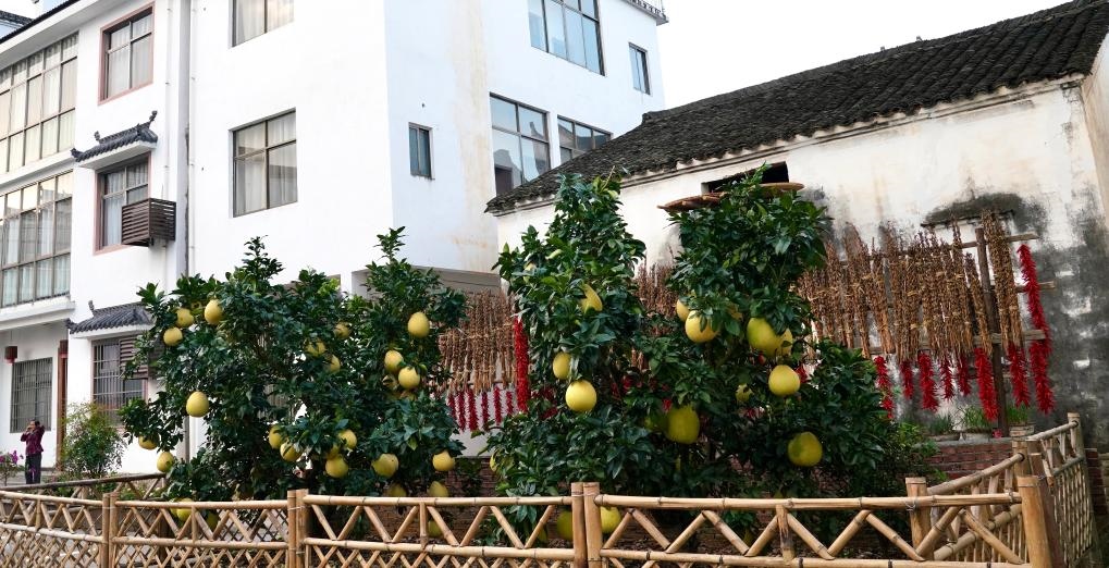 近日在江西省上饒市婺源縣秋口鎮(zhèn)王村石門自然村拍攝的馬家柚。新華社記者 胡晨歡 攝