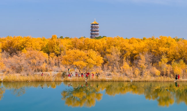 胡楊林金碧耀眼。蘭州局集團(tuán)公司融媒體中心供圖