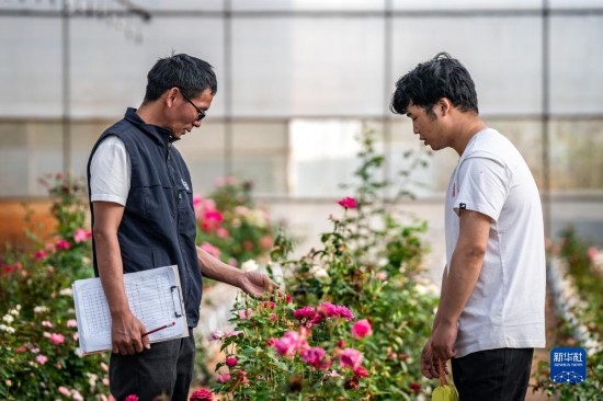 在云南省安寧市現(xiàn)代農(nóng)業(yè)園區(qū)玫瑰種植示范園，技術員田連通（左）在和同事交流（10月20日攝）。