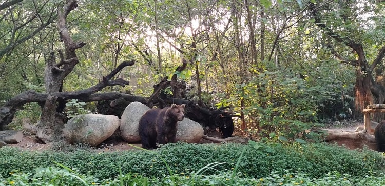 長隆野生動物世界園區(qū)內(nèi)，黑熊在森林間散步。人民網(wǎng)記者 張藝開攝