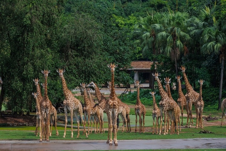 長隆野生動物世界園區(qū)內(nèi)，長頸鹿正在散步。鄧泳怡攝