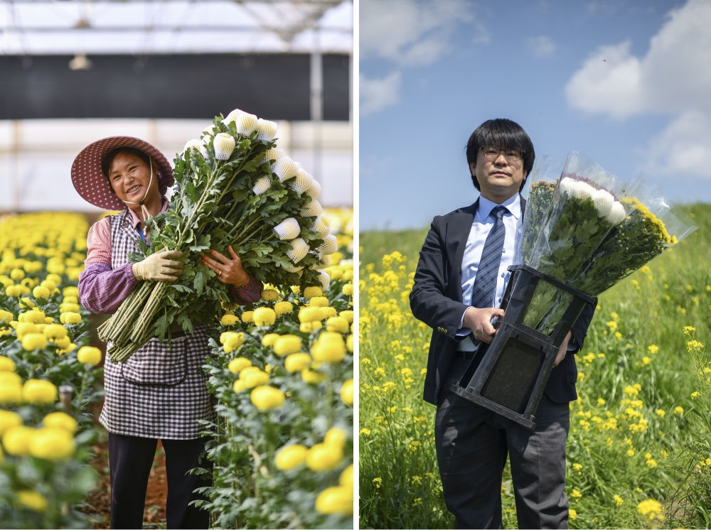 這張拼版照片中，左圖為2023年3月22日在中國云南省開遠市，花農(nóng)李蘭英在采摘鮮花；右圖為2023年4月3日在日本埼玉縣三鄉(xiāng)市，經(jīng)營花卉公司的小西武為訂貨的花店送花。中國云南有著亞洲最大的鮮切花交易市場，一年可以賣出110億枝鮮切花。春季云南大量鮮花進入盛花期，各類鮮花通過冷鏈物流陸續(xù)進入日本市場，成為當?shù)厝松畹拿利慄c綴。